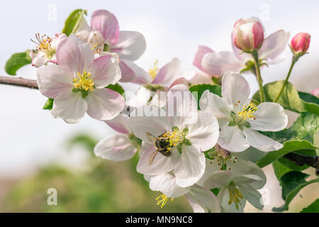 Foto orizzontale con melo ramoscello che è piena di fiori con il colore bianco e poche gemme con bianco e colore rosa. Ape singola è in fiore e Foto Stock