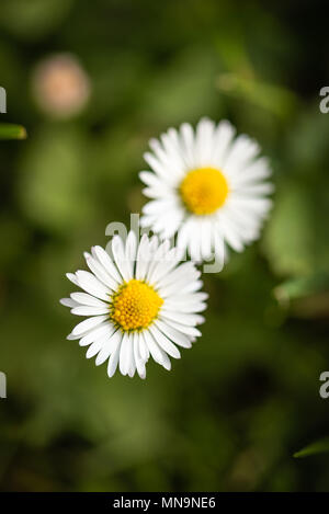 Foto verticale con vista su due belle margherite. I fiori presentano foglie bianche e centri d'oro è costituita da piccole sfere gialle. Margherite sono in crescita fro Foto Stock
