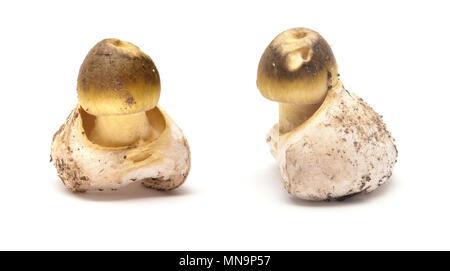 Il deathcap fungo amanita phalloides emergente dal velo universale uovo Foto Stock