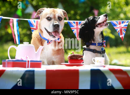 Solo uso editoriale Lola (Mongrel) e getto (Cocker Spaniel) come personale di Battersea cani e tenere una parte di strada alla carità del vecchio centro di Windsor per celebrare per celebrare il prossimo Royal Wedding, Martedì 15 Maggio, 2018. Nota dell'editore: Questa foto può essere utilizzata solo per editoriale fini di reporting per la contemporanea illustrazione degli eventi, cose o persone nell'immagine o fatti citati nella didascalia. Il riutilizzo delle immagini può richiedere ulteriori autorizzazioni. Foto Stock