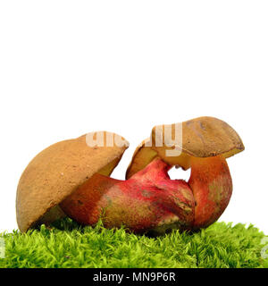 Caloboletus calopus fungo, noto anche come il faggio amaro bolete o scarlet-bolete con gambo Foto Stock