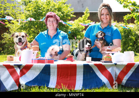 Solo uso editoriale Battersea cani e gatti Home staff Ali Taylor (sinistra) e Katrina Gould e cani dalla carità del vecchio centro di Windsor (da sinistra a destra) Lola (mongrel), l'olio d'oliva (Bichon Frise croce), Jet (Cocker Spaniel) e Anya (Chihuahua) prendere parte in una strada party per celebrare il prossimo royal wedding, Martedì 15 Maggio, 2018. Nota dell'editore: Questa foto può essere utilizzata solo per editoriale fini di reporting per la contemporanea illustrazione degli eventi, cose o persone nell'immagine o fatti citati nella didascalia. Il riutilizzo delle immagini può richiedere ulteriori autorizzazioni. Foto Stock