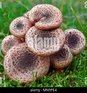 Armillaria ostoyae solidipes cluster di funghi nella foresta Foto Stock