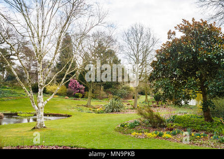 Argento sfrondato betulla (Betula pendula) e fiori di primavera in giardini paesaggistici in Beth Chatto Gardens a Colchester, Essex in primavera Foto Stock