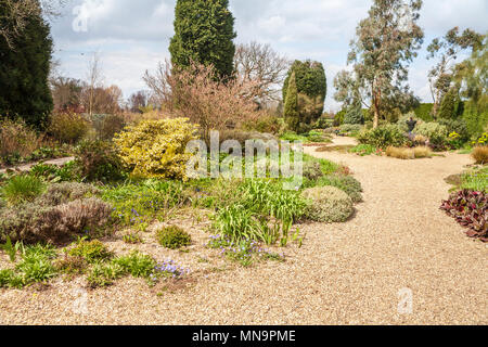 Giardino paesaggistico e i percorsi: la ghiaia secca garden per la siccità piante resistenti a Beth Chatto's Gardens a Colchester, Essex Foto Stock