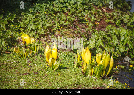 Lysichiton americanus (giallo Skunk cavolo, American-Skunk cavolo) cresce in terra paludosa in Beth Chatto's Gardens a Colchester, Essex Foto Stock