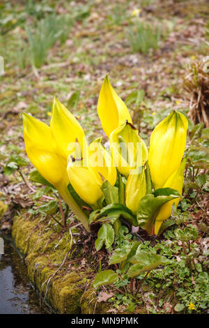 Lysichiton americanus (giallo Skunk cavolo, American-Skunk cavolo) cresce in terra paludosa in Beth Chatto's Gardens a Colchester, Essex Foto Stock