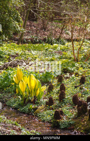 Lysichiton americanus (giallo Skunk cavolo, American-Skunk cavolo) cresce in terra paludosa in Beth Chatto's Gardens a Colchester, Essex Foto Stock