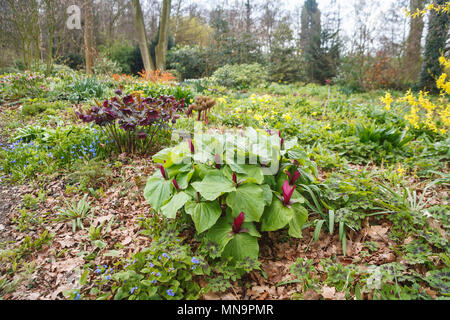 Trillium erectum (rosso trillium) e viola hellebores crescita e fioritura in primavera di boschi in Beth Chatto's garden a Colchester, Essex Foto Stock