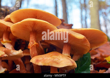 Armillaria gallica fungo cluster su un ceppo di albero Foto Stock