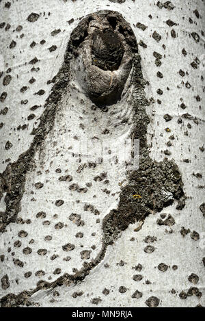 Modello di corteccia di betulla dell'Etna (Betula pendula) aka presenta verrucosa Betulla, bianco europeo di betulla o est asiatico di betulla bianco Foto Stock