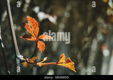 Foglia rossa di parthenocissus quinquefolia in autunno Foto Stock