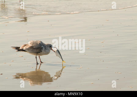 Seagull mangiare pesce sulla spiaggia in Cocoa Beach spiaggia della Florida Foto Stock