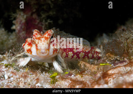 Dragonet, Leierfisch (Synchiropus marmoratus), Pazifik Foto Stock