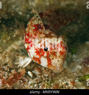 Dragonet, Leierfisch (Synchiropus marmoratus), Pazifik Foto Stock