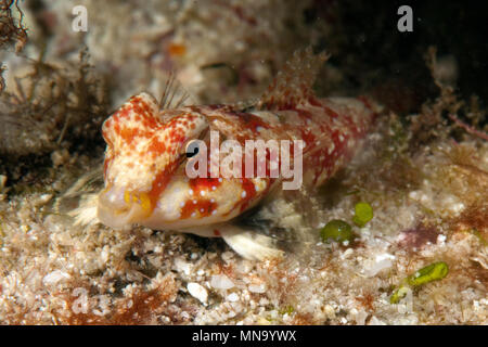 Dragonet, Leierfisch (Synchiropus marmoratus), Pazifik Foto Stock