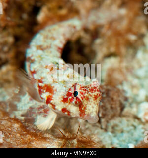 Dragonet, Leierfisch (Synchiropus marmoratus), Pazifik Foto Stock