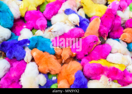 Pulcini neonati colorati. Un gruppo di divertenti e colorati di pasqua pulcini. Foto Stock