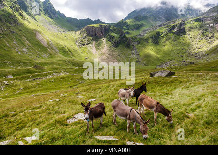 Pascolo asino sull'erba nei Carpazi, Romania Foto Stock