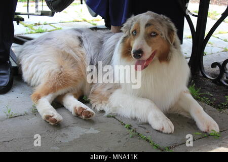 Estremamente raro b!UE-eyed pastore australiano cane, 'aussie', colpisce un fotogenico pongono. Foto Stock