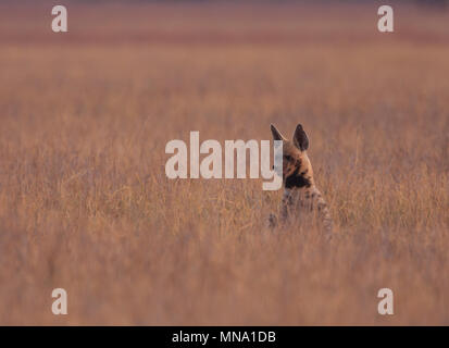 Striped Iena - a Velavadar National Park (Gujarat, India) Foto Stock