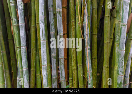 Ramo di bambù nella foresta di bamboo, bella natura verde sullo sfondo Foto Stock