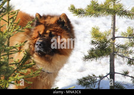 Ritratti di divertenti e graziosa cani. Foto Stock