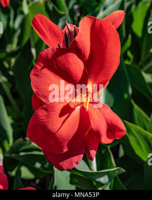 Red canna lilly. Foto Stock