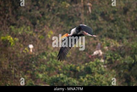Un dipinto di Stork uccello in volo Foto Stock