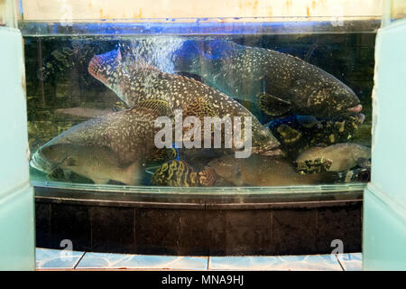 Serbatoi di pesce in un ristorante Cinese di Hong Kong, Cina. Foto Stock