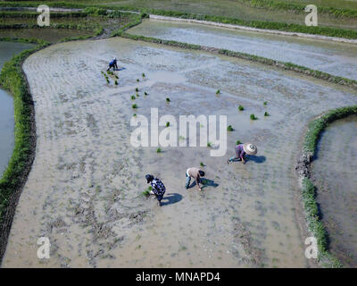 Zunyi, della Cina di Guizhou. 16 Maggio, 2018. Gli agricoltori di trapianto di piantine di riso nel villaggio Liangfeng di Yuqing County in Zunyi, a sud-ovest della Cina di Guizhou, 16 maggio 2018. Credito: Egli Chunyu/Xinhua/Alamy Live News Foto Stock