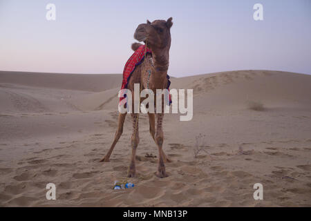 Cammelli nel deserto di Thar, Rajasthan, India Foto Stock