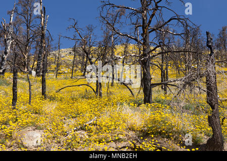 Il recupero di fiori di campo nella zona di masterizzazione del 2016 del fuoco del camino vicino alTulare-Kern County line nel sud della Sierra Nevada California USA Foto Stock