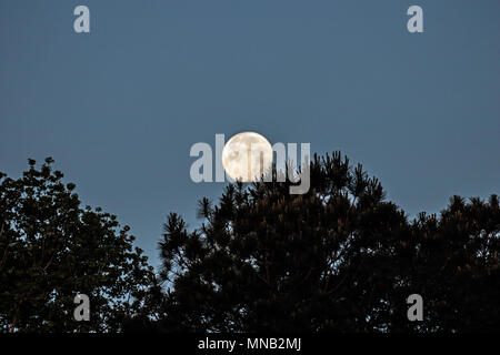 Impostazione della Luna di mattina Foto Stock