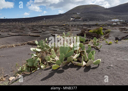 LANZAROTE ISOLE CANARIE SPAGNA: Opuntia cactus nella strana sabbia nera area vino della Geria. Foto Stock