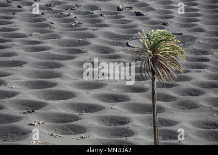 LA GERIA, Lanzarote, Isole canarie, Spagna: crateri o increspature nella sabbia nera Zocos chiamato, erano di piante di vite può crescere, nell'altamente specializzati g di vino Foto Stock