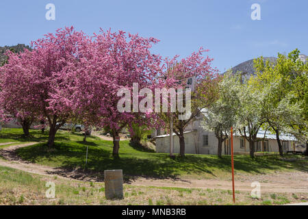 Redbud tree fioritura lungo la strada nella parte orientale della Sierra Nevada in California USA Foto Stock