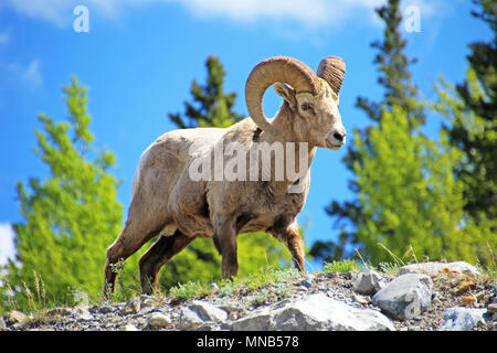 Rocky Mountain Bighorn, nome latino ovis canadensis canadensis, Banff, Canada Foto Stock