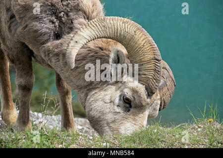 Rocky Mountain Bighorn, nome latino ovis canadensis canadensis, Banff, Canada Foto Stock