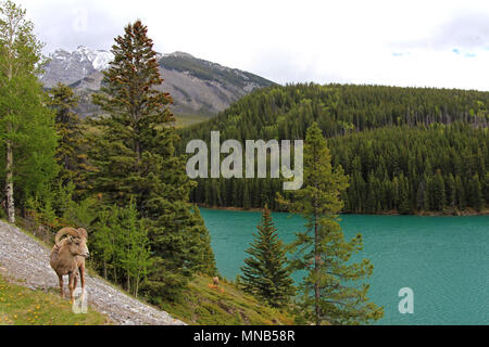 Rocky Mountain Bighorn, nome latino ovis canadensis canadensis, Banff, Canada Foto Stock