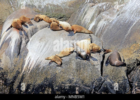 Steller leoni di mare su un isola nel Parco nazionale di Kenai Fjords in Alaska Foto Stock