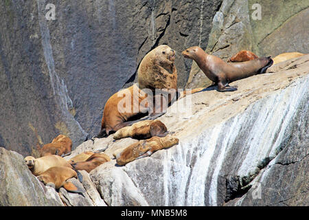 Steller leoni di mare su un isola nel Parco nazionale di Kenai Fjords in Alaska Foto Stock