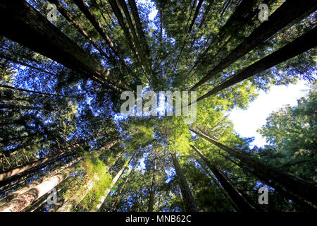 Sotto gli alberi di sequoia in Redwood Natianol Park, California, USA, indietro luce fotografia Foto Stock