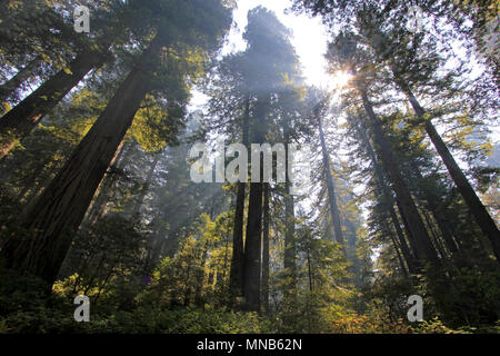 Sotto gli alberi di sequoia in Redwood Natianol Park, California, USA, indietro luce fotografia Foto Stock