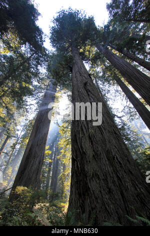 Sotto gli alberi di sequoia in Redwood Natianol Park, California, USA, indietro luce fotografia Foto Stock