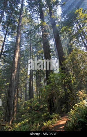 Sotto gli alberi di sequoia in Redwood Natianol Park, California, USA, indietro luce fotografia Foto Stock