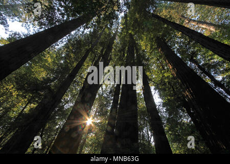 Sotto gli alberi di sequoia in Redwood Natianol Park, California, USA, indietro luce fotografia Foto Stock