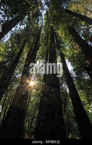 Sotto gli alberi di sequoia in Redwood Natianol Park, California, USA, indietro luce fotografia Foto Stock