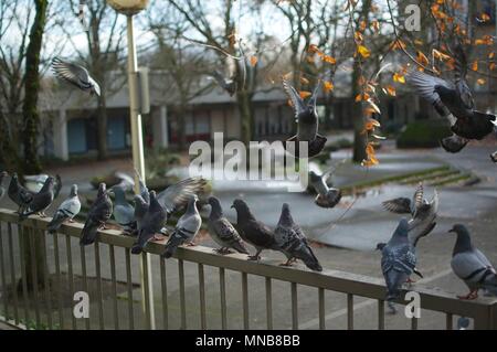 Piccioni sbarco sulla rampa Foto Stock