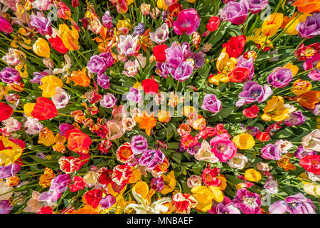Tulipani colorati sono in piena fioritura e diretto verso il sole con i loro splendidi colori contro un cielo blu Foto Stock
